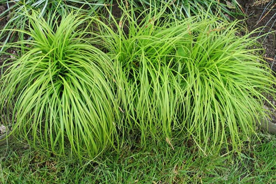 Carex caryophyllea 'the Beatles'