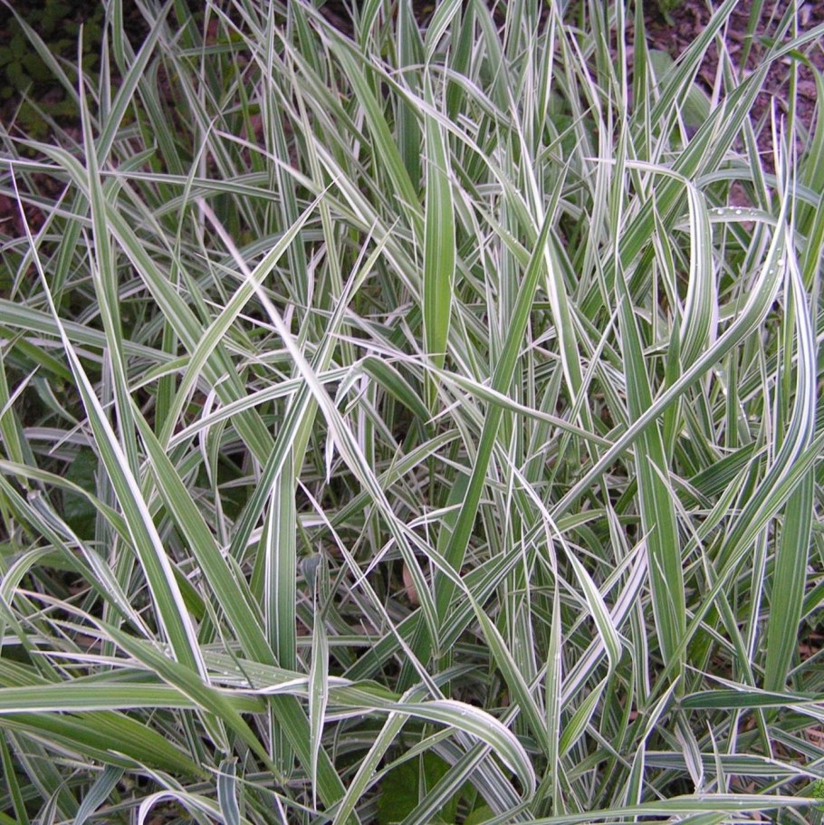 Осока комнатное растение