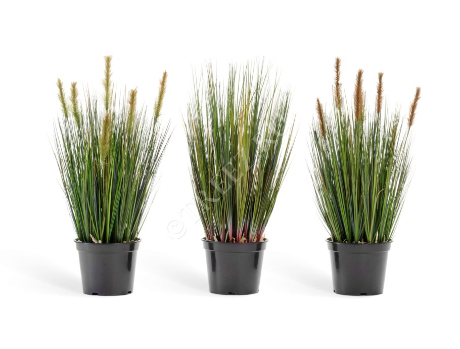 Травинка на белом фоне