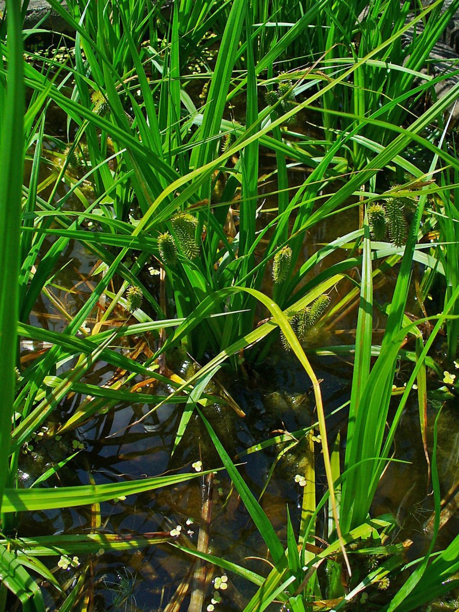 Осока гладконосая