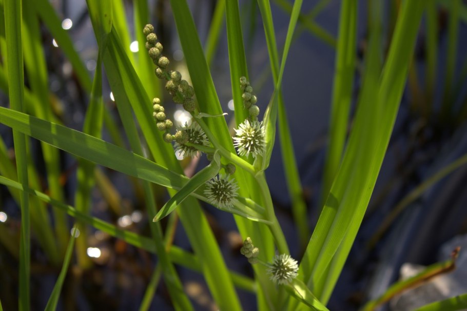 Carex Blue Zinger