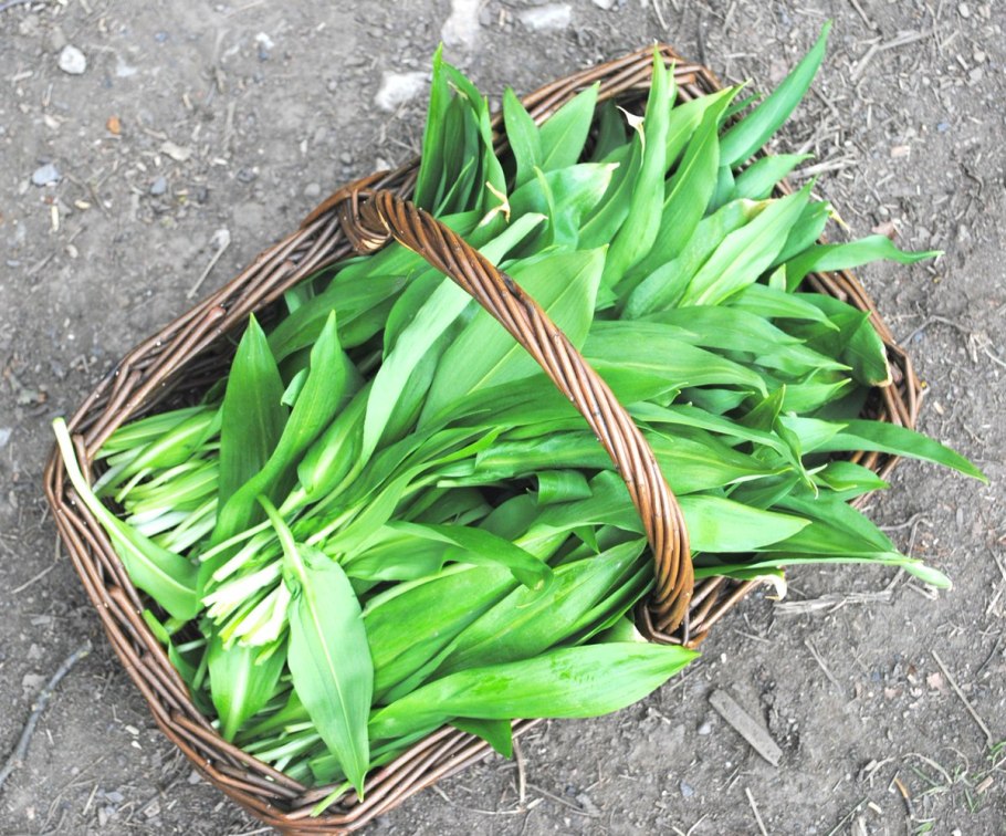 Черемша Дикая