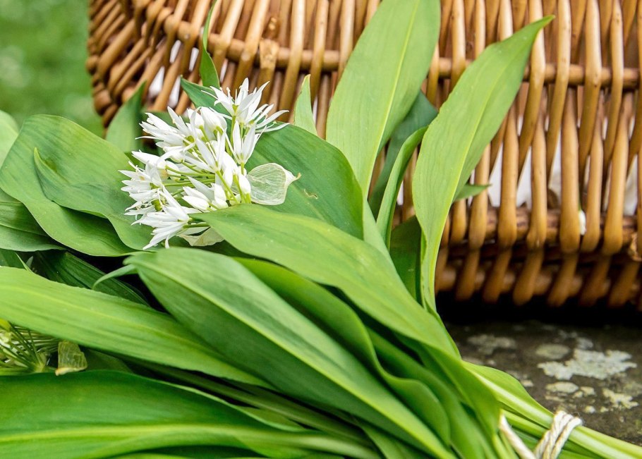Черемша тонколистная Садовая