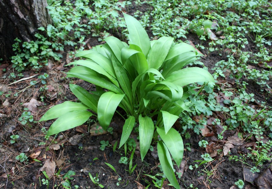 Черемша гигантская