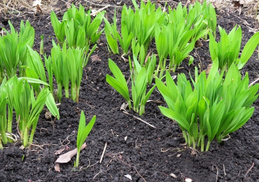 Черемша Камчатская