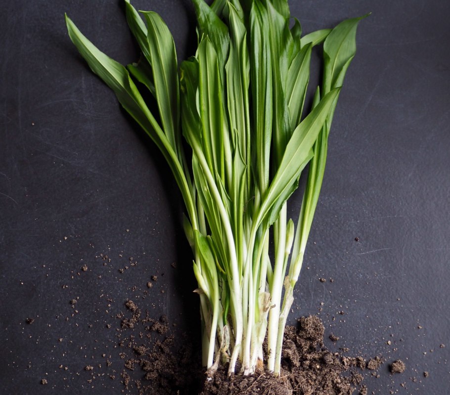 Черемша клубни