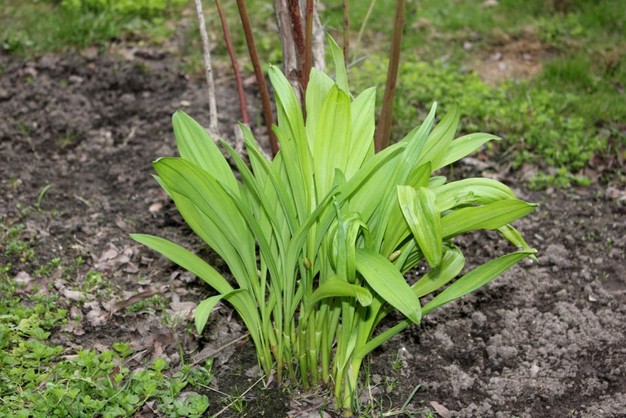 Черемша Огородная