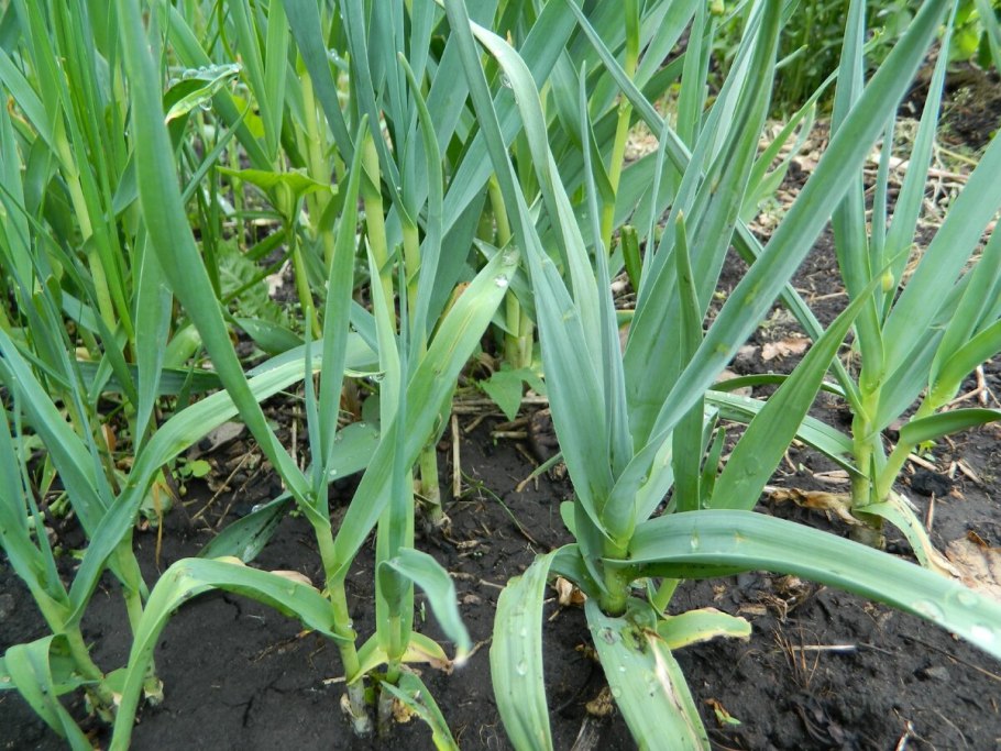 Лук Уксун Горная черемша