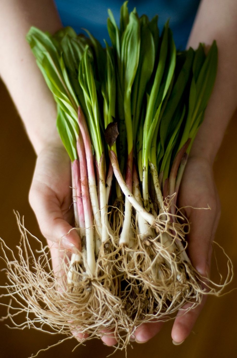 Черемша дикоросы