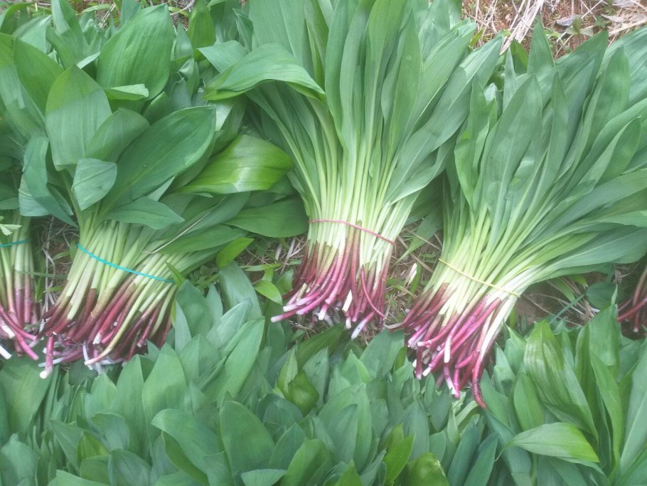 Лук косой Allium obliquum