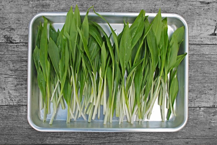 Лесной чеснок черемша