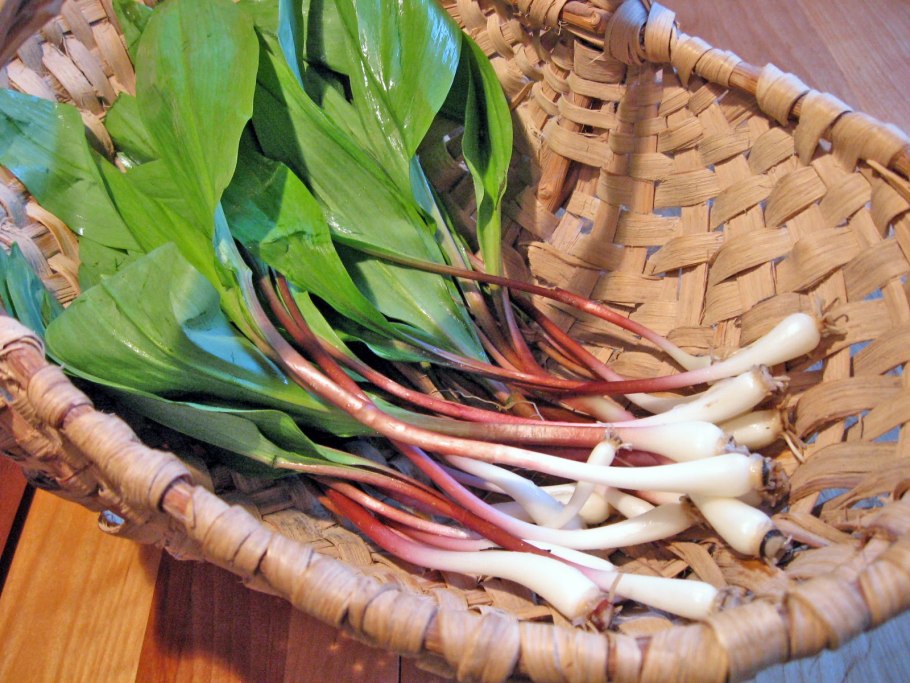 Черемша (Медвежий лук)