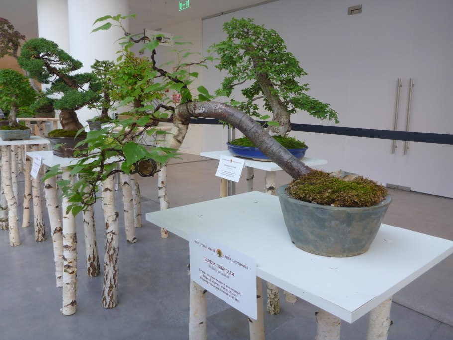 Бизнес по выращиванию бонсай