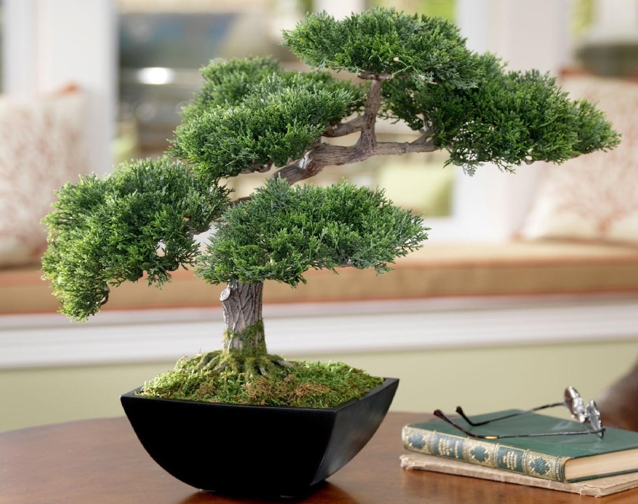 Деревце бонсай