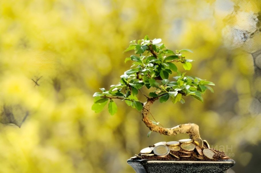 Бонсай Сёхин мяби