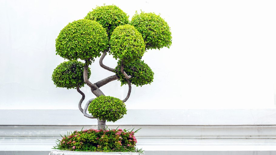 Сектор для бонсай