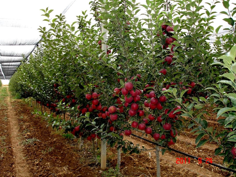 Левитирующие растения LEPLANT