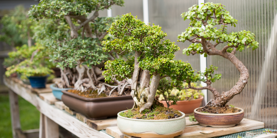Коллекция бонсай