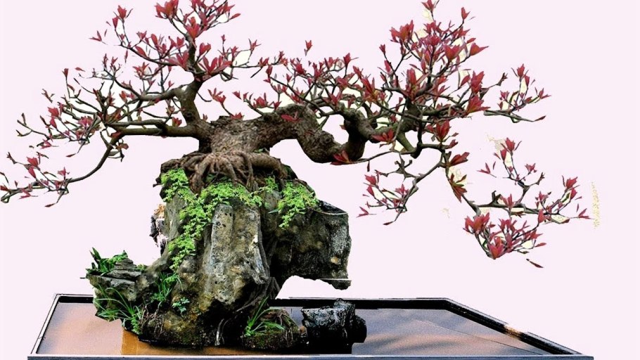 Леплант Wood бонсай венге