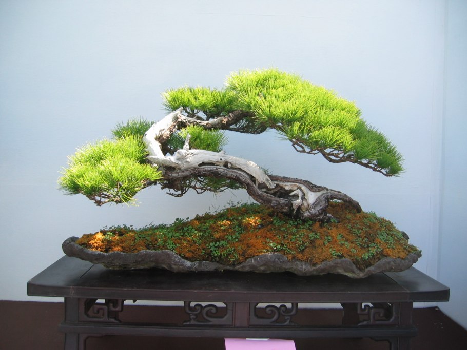 Айва японская бонсай