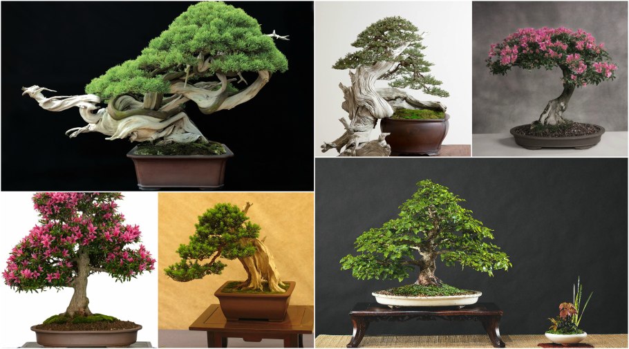 Бонсай классифицируют