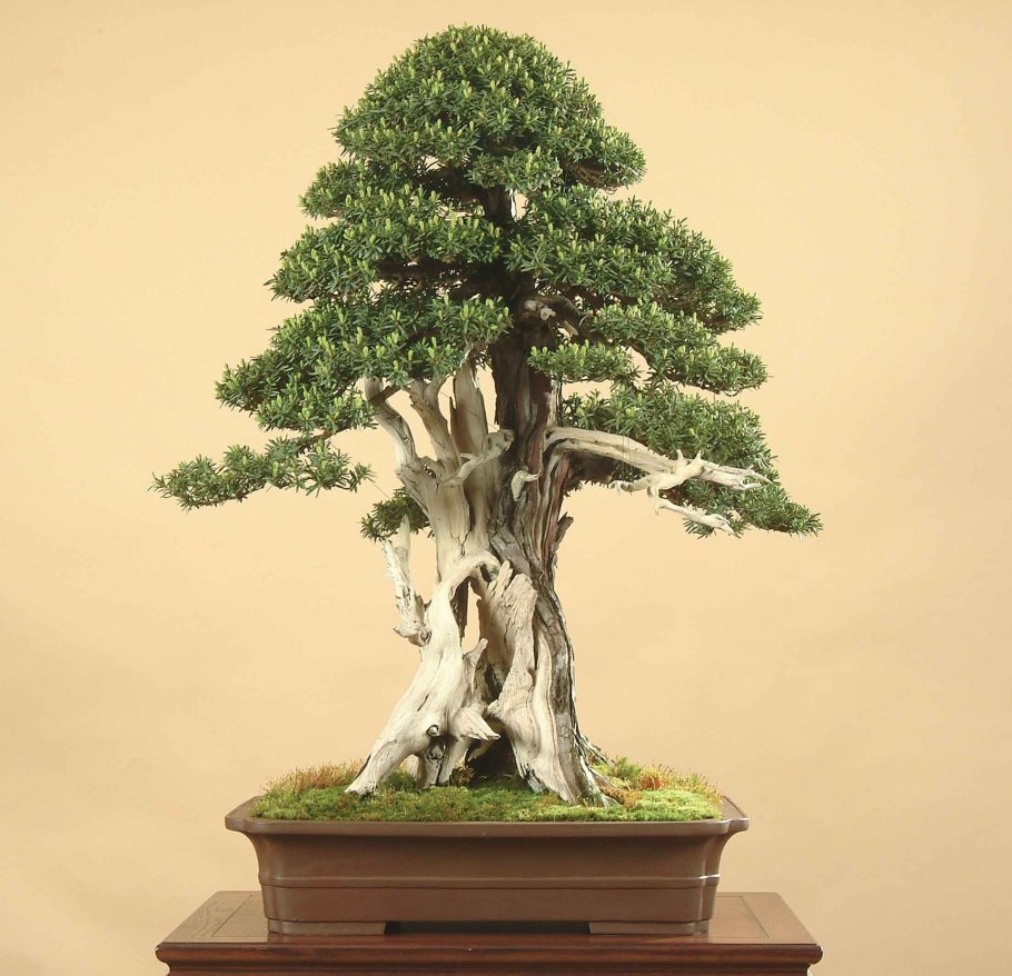 Горшковые деревца бонсай