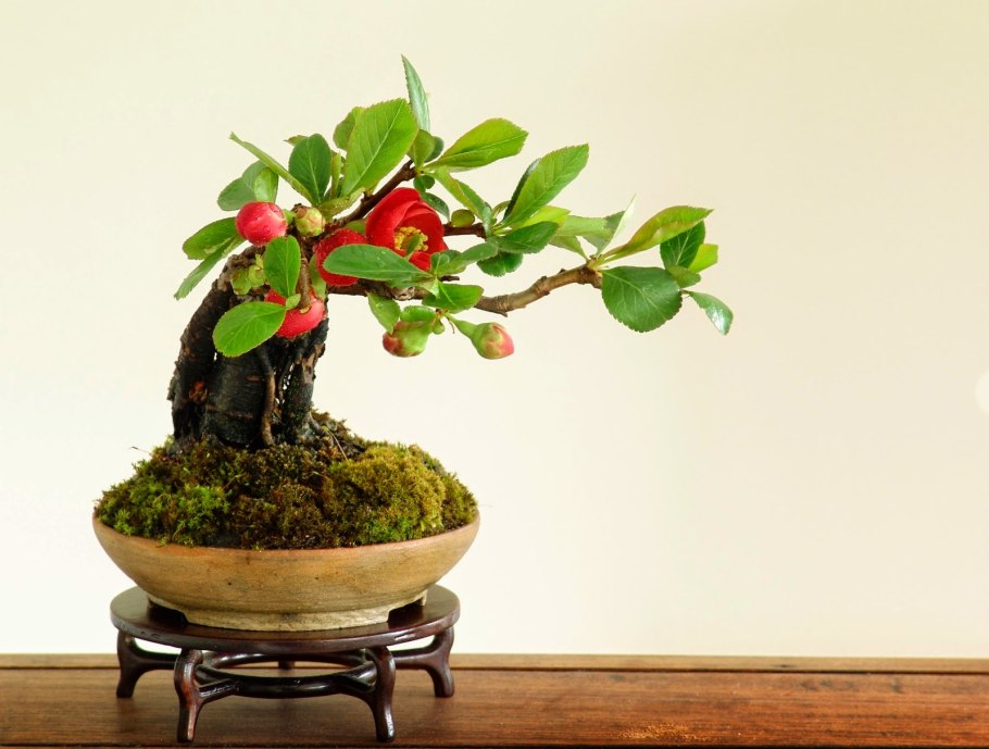 Сяримики бонсай