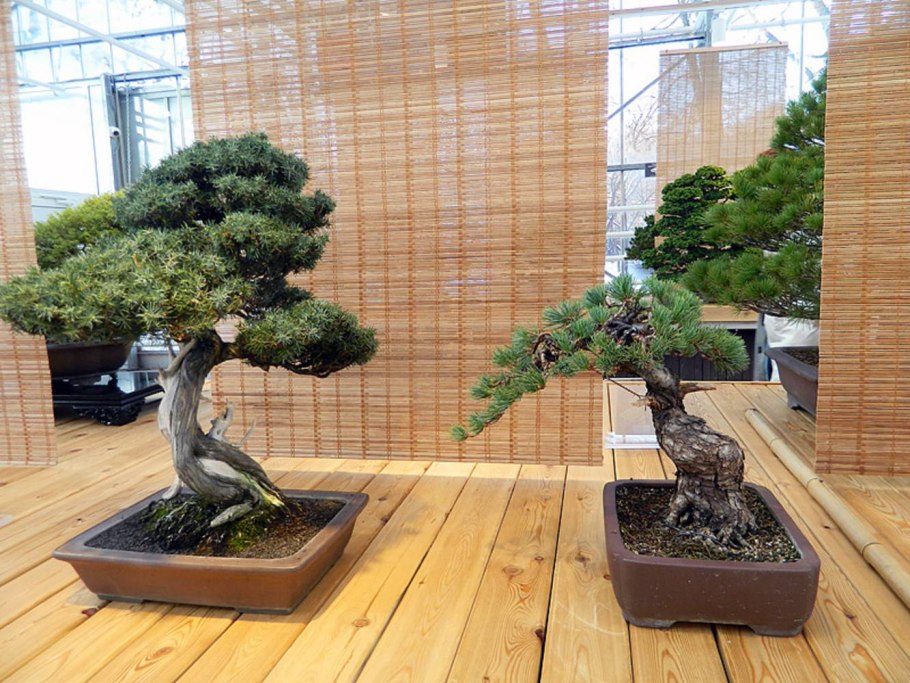 Сосна Горная Мугус ниваки