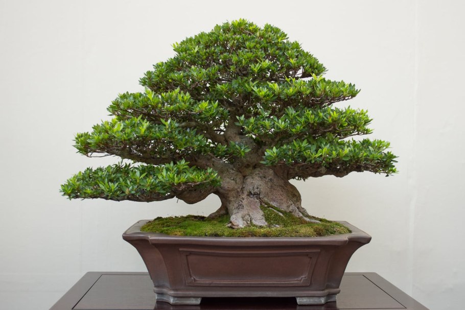 Банзай китайское дерево