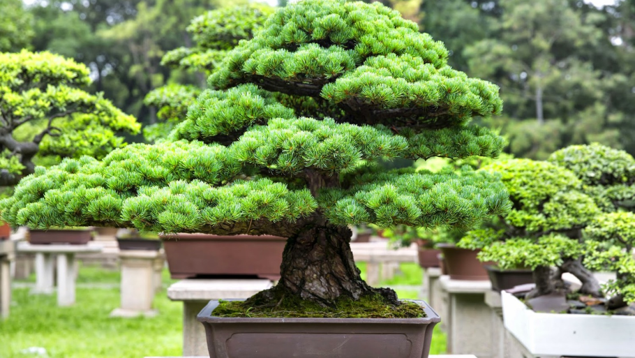 Портулакария бонсай