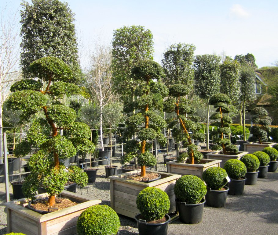 Японский кедр бонсай