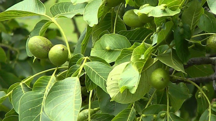 Juglans cinerea (волошский орех)