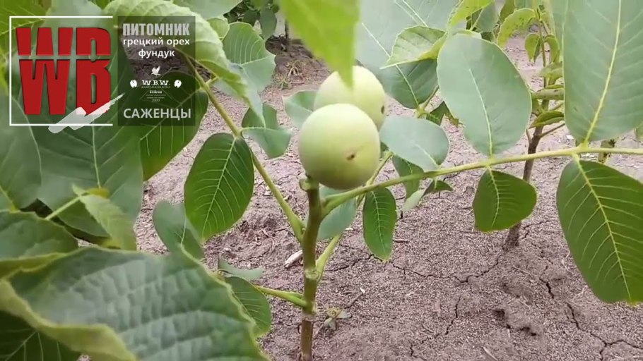 Орех грецкий скороплодный идеал