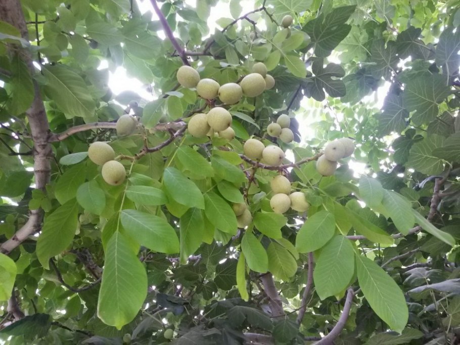 Грецкий орех сорт Чандлер