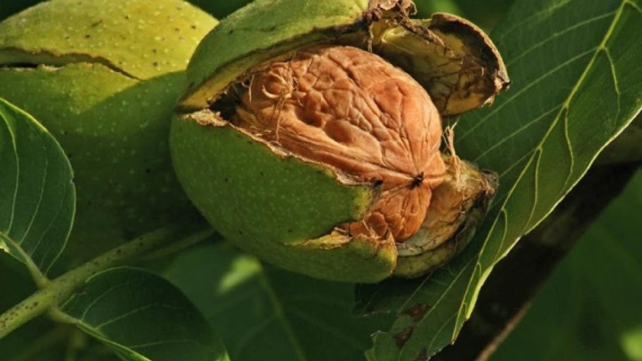 Орех грецкий (Juglans Regia)