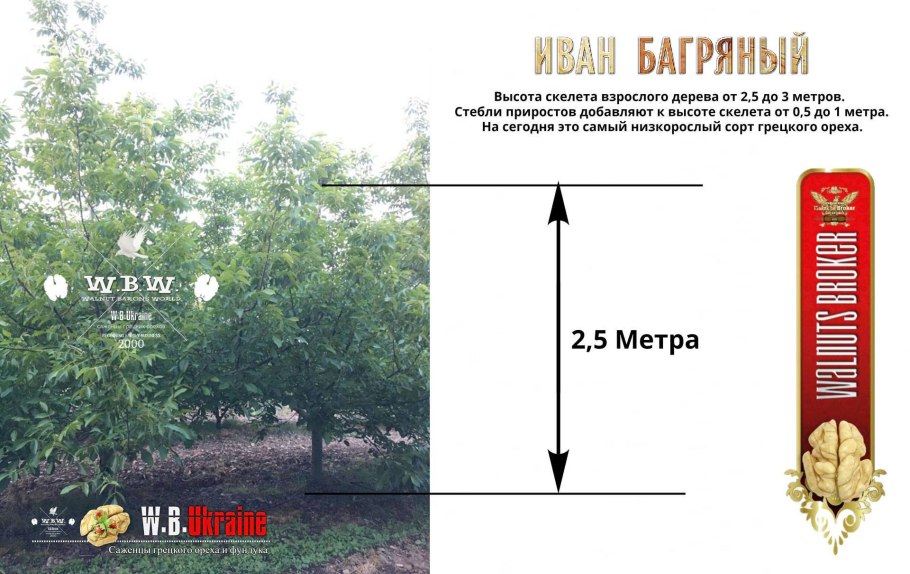 Иван багряный грецкий орех описание сорта