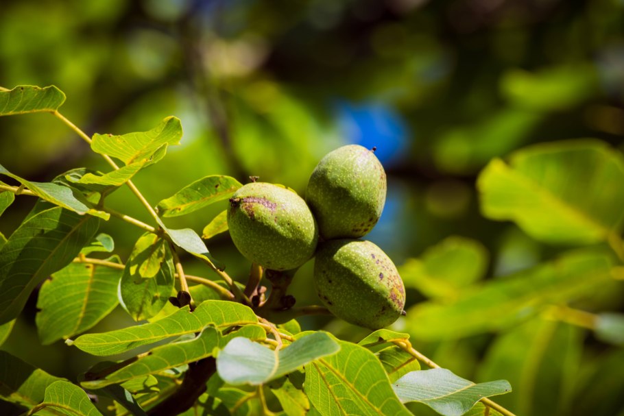 Орех грецкий (Juglans Regia)