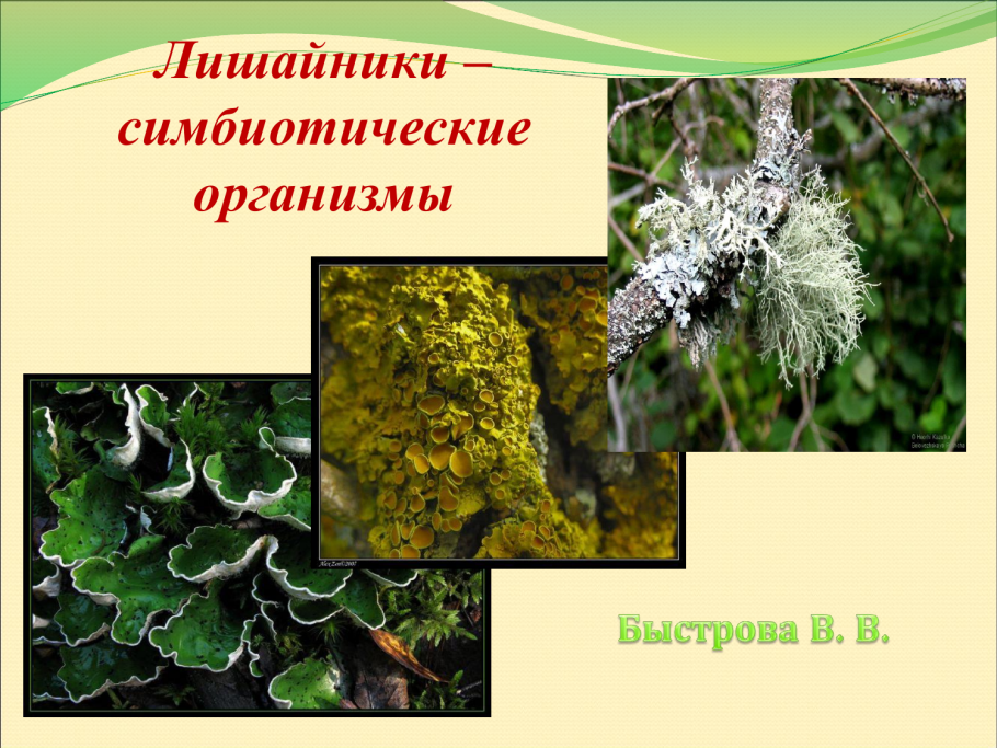 Лишайники комплексные симбиотические организмы состоящие из