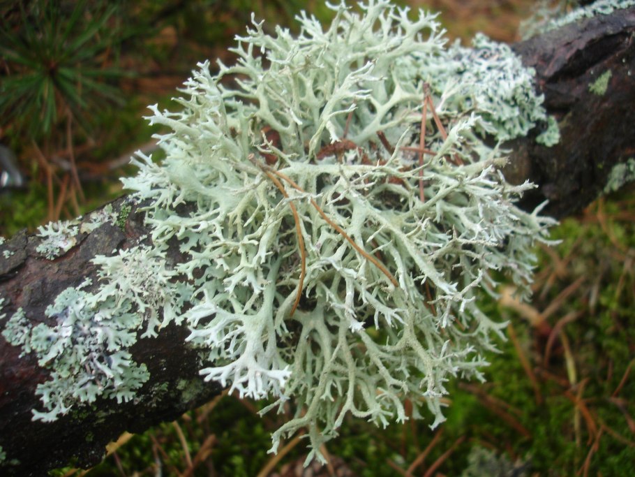 Mycoblastus лишайник