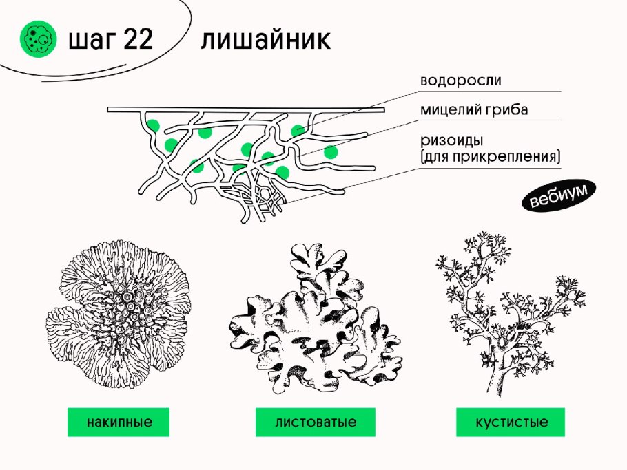 Симбиоз бактерий и водорослей
