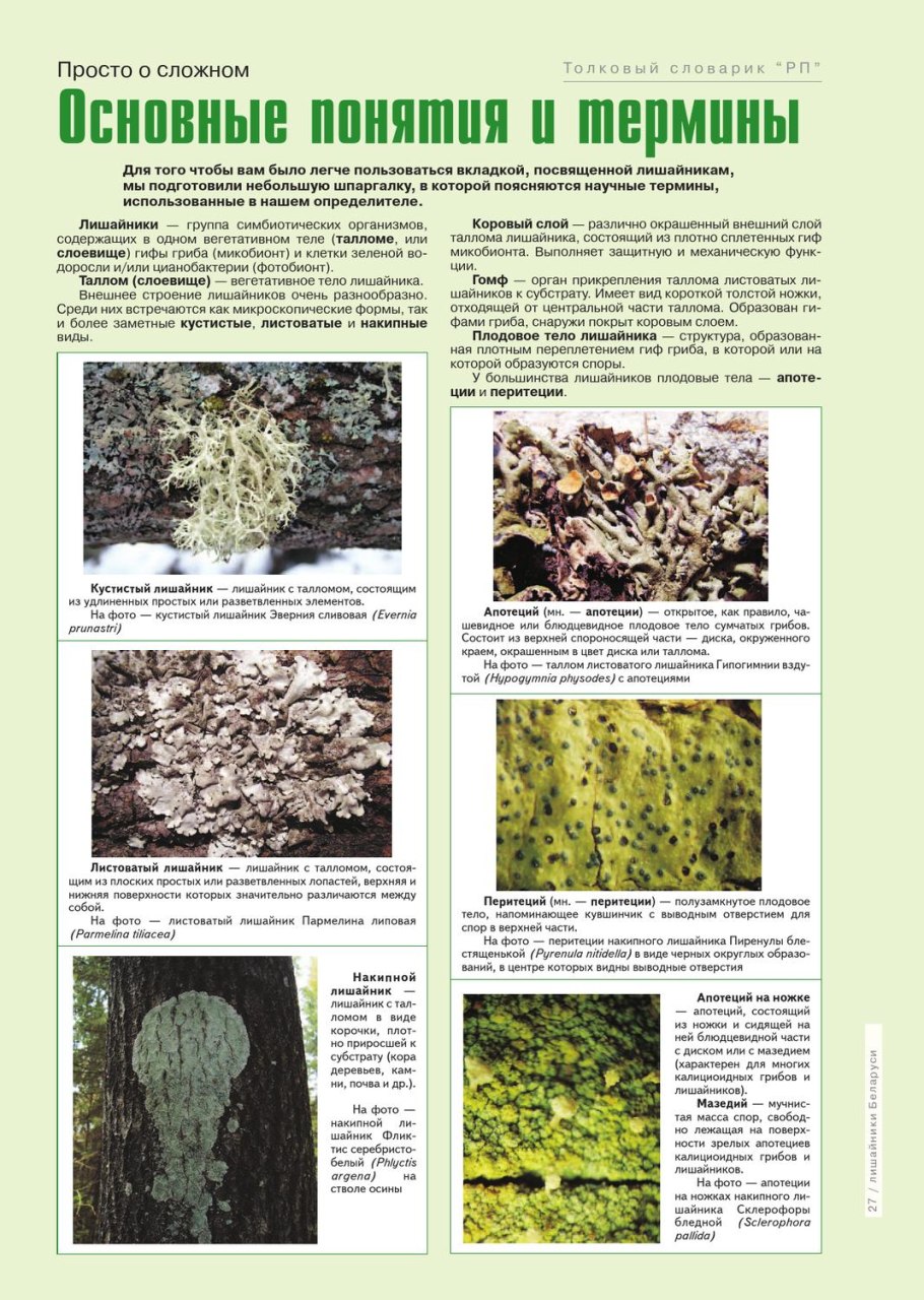 Лишайник болезнь у человека