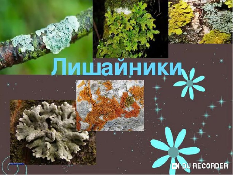 Строение слоевища лишайника