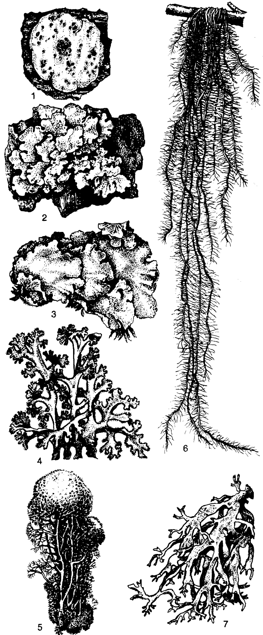 Роль лишайников для человека