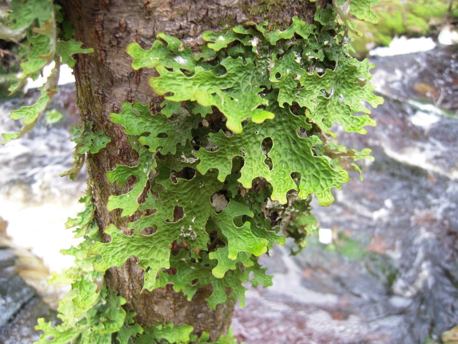 Холодильник Toshiba gr-rt565rs(LS)