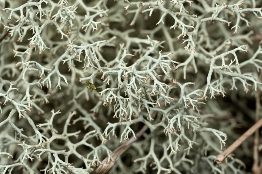 Лишайники Roccellaceae