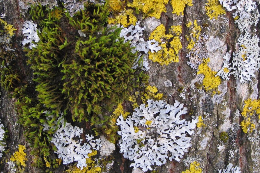 Внутреннее строение лишайника