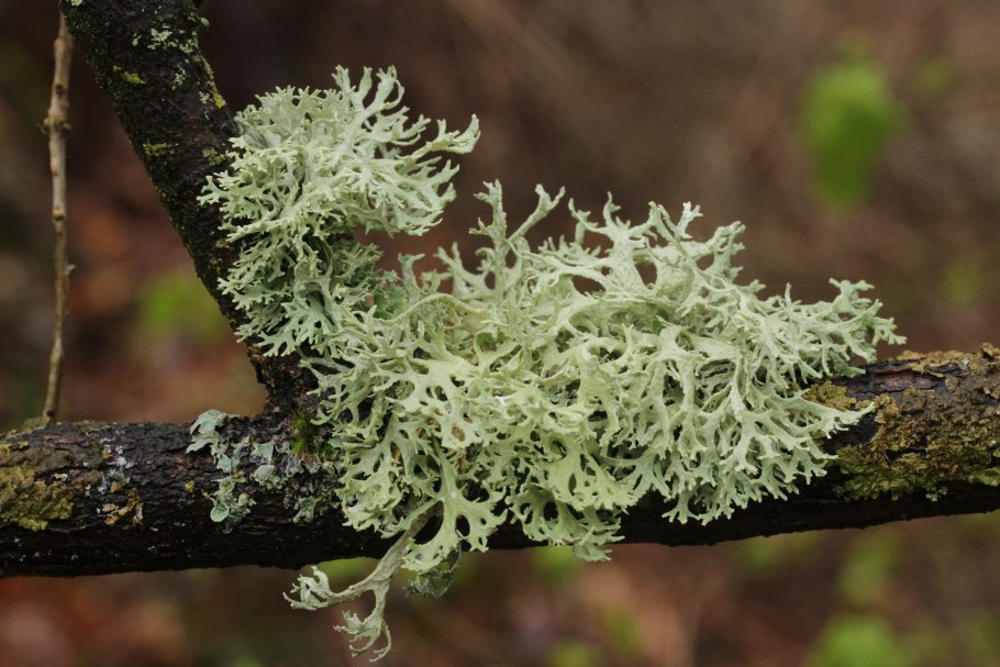 Мхи симбиоз