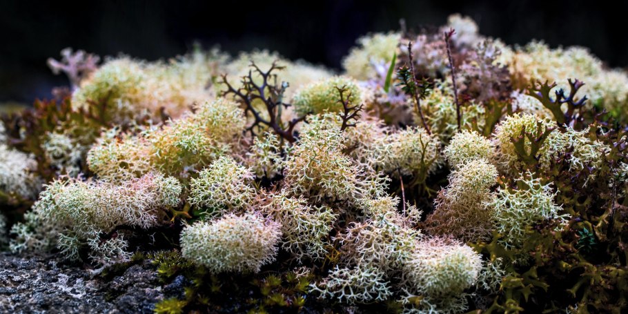 Внутренне строение лишайника рисунок