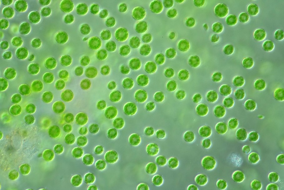 Одноклеточная водоросль хлорелла