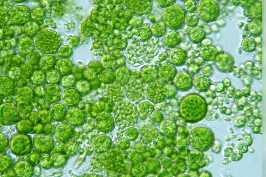 Chlorococcum humicola